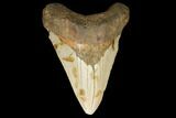Fossil Megalodon Tooth - North Carolina #124632-1